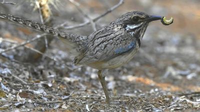 Brachyptérolle à longue queue