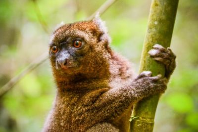 Hapalemur des bambous