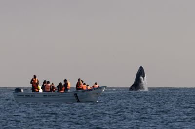 Observation de Baleine grise