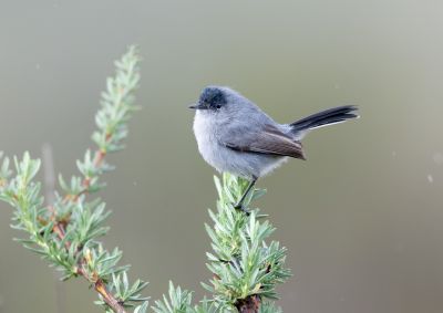 Gobemoucheron de Californie