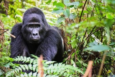 Jour 4 : rencontre avec les gorilles de montagne