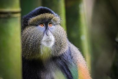 Jour 6: observation des singes dorés à Mgahinga