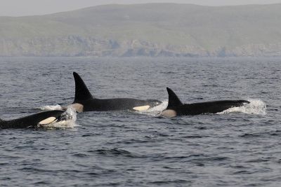 Jour 11 : Transfert à l’aéroport et vol retour pour la France.