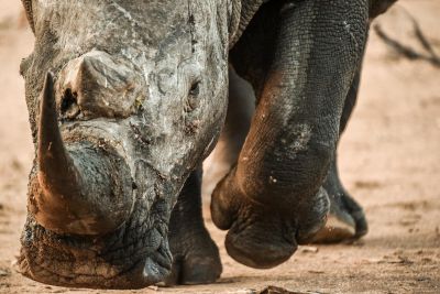 Jour 3: Mosi oa Tunya, Zambèze et chutes Victoria