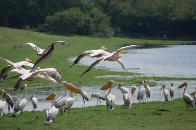 Jours 6, 7 et 8: Liuwa plains