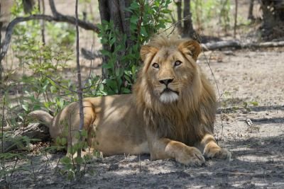 Jour 9 : De Liuwa plains à Kafue centre.