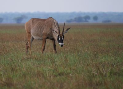 Jours 10 et 11: Kafue National Park