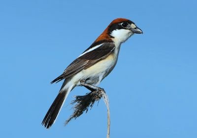 © Aurélien Audevard - Pie-grièche à tête rousse ssp badius Pie-grièche à tête rousse ssp badius