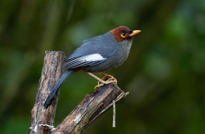 Garrulaxe de Treacher