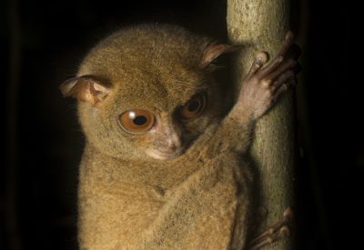 Tarsier de Bornéo