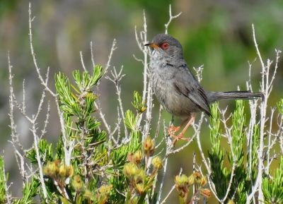 © Valery Schollaert - Fauvette des Baléares Fauvette des Baléares