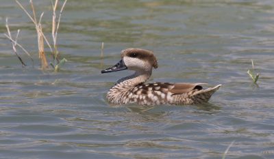 © Nick Brischuk - Sarcelle marbrée Sarcelle marbrée