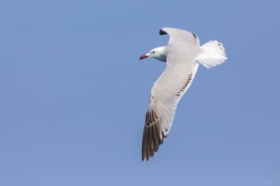 © Sylvain Reyt - Goéland d'Audouin Goéland d'Audouin