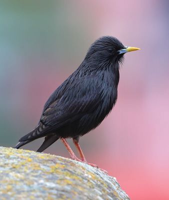 © Aurélien Audevard - Etourneau unicolore Etourneau unicolore