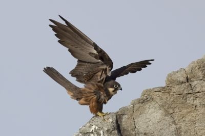 © Iosto Doneddu - Faucon d'Eleonore Faucon d'Eleonore