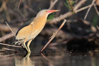 © Antoine Joris - Blongios nain Blongios nain