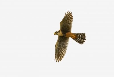 Faucon de l'Aplomado