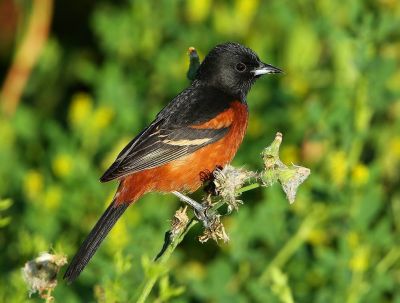 Oriole des vergers