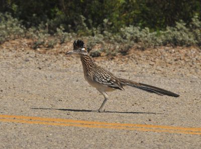Grand Géocoucou (Bipbip ou Roadrunner)