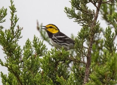 Paruline à dos noire