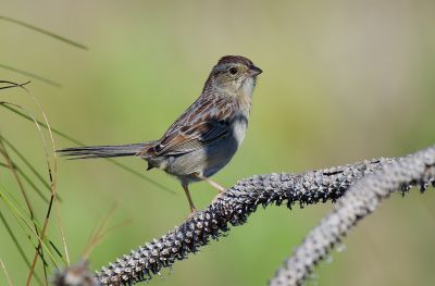 Bruant des pinèdes