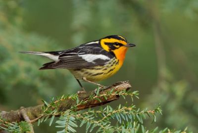 Paruline à gorge orangée