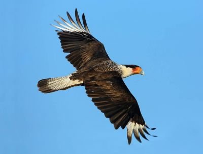 Caracara du Nord