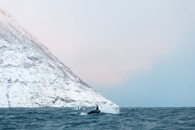 Rencontre avec les cétacés de Skjervøy