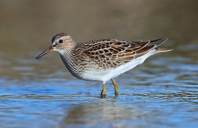 © Aurélien AUDEVARD - Bécasseau tacheté Bécasseau tacheté