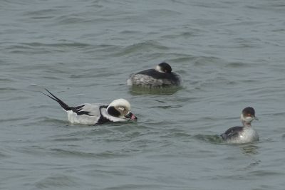 © Yves DUBOIS - Harelde boréale et Grèbe cou noir Harelde boréale et Grèbe cou noir