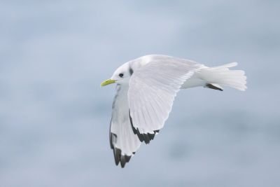 © Sylvain REYT - Mouette tridactyle Mouette tridactyle