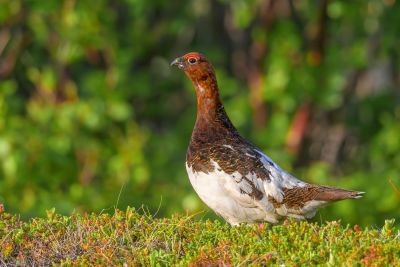 Lagopède des saules