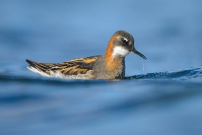 Phalarope à bec étroit