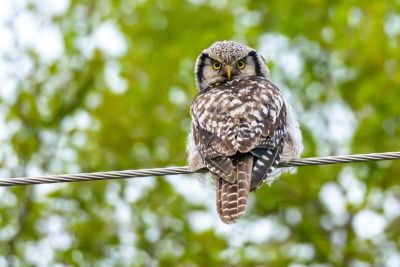 Chouette épervière