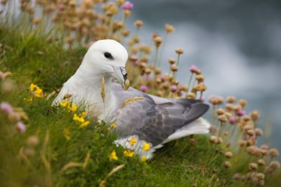 Fulmar boréal