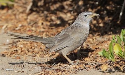 Cratérope écaillé