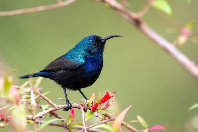 Souimanga de Palestine