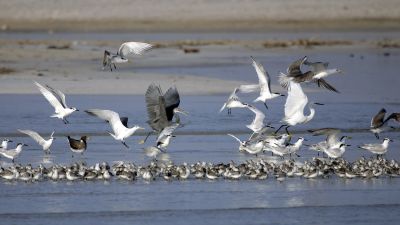 Sternes, goéland et aigrette