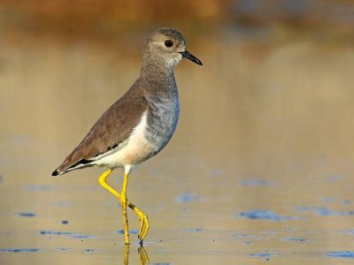 Vanneau à queue blanche
