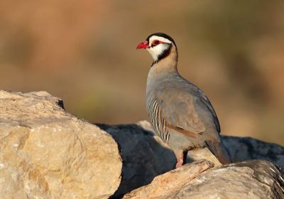 Perdrix à tête noire