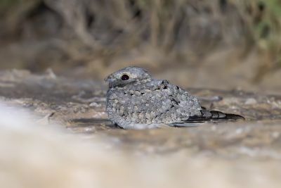 Engoulevent du désert