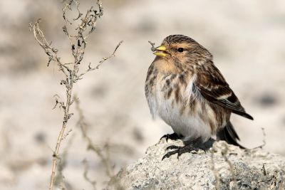 Linotte à bec jaune