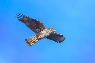 © Sylvain Reyt - Aigle de Bonelli Aigle de Bonelli