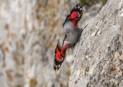© Titouan Roguet - Tichodrome échelette Tichodrome échelette