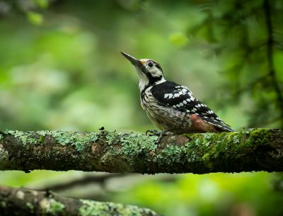 © Tom Vellard - Pic à dos blanc Pic à dos blanc