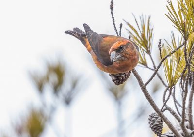 © Titouan Roguet - Bec-croisé des sapins Bec-croisé des sapins