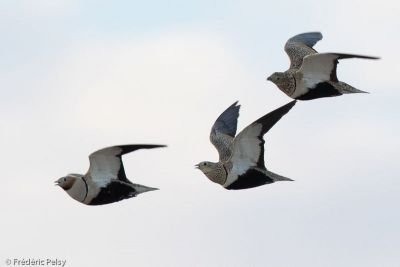 © Frédéric Pelsy - Gypaète barbu Gypaète barbu