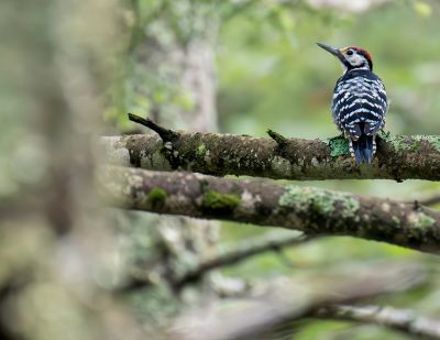 © Sylvain Reyt - Ganga unibande Ganga unibande