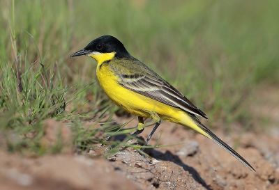 Bergeronnette des Balkans