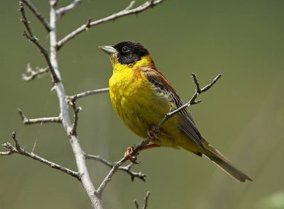 Bruant mélanocéphale